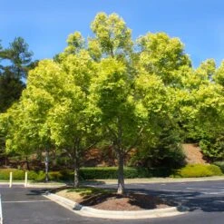 Lacebark Chinese Elm Tree -Lanscapes Store Lacebark Chinese Elm 5 FGT
