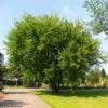 Lacebark Chinese Elm Tree -Lanscapes Store Lacebark Chinese Elm FGT 600x600 23997011 0eae 492c 9c12 caf0ac94cf44