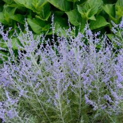 Lacey Blue Russian Sage -Lanscapes Store Lacey Blue Russian Sage 1