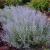 Lacey Blue Russian Sage -Lanscapes Store Lacey Blue RussianSage FGT 600x600 1211fea1 fd43 4223 9d47 6ec57d98d1a8