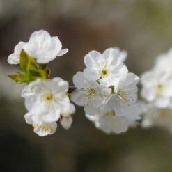 Cherry Pollinator Pack -Lanscapes Store Lapins Cherry Tree 4be6809a e834 4880 9e9a 9ebb1555a7d2