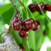 Cherry Pollinator Pack -Lanscapes Store Lapins Cherry Tree BB 600x600 14d644b0 a96f 42f7 881b d9835ccbefab