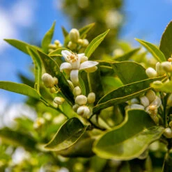 Lane Late Navel Orange -Lanscapes Store Late Lane Orange 1