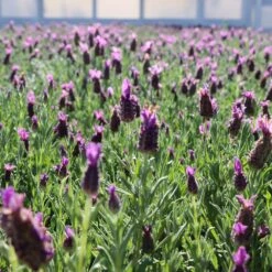 Lavender Standard Topiary Tree -Lanscapes Store Lavender Trees 1