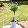 Lavender Standard Topiary Tree -Lanscapes Store Lavender Trees 600x600 2
