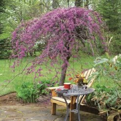 Lavender Twist® Weeping Redbud Tree 8 Lavender Twist® Weeping Redbud Tree -Lanscapes Store Lavender Twist Redbud 1