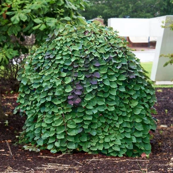 Lavender Twist® Weeping Redbud Tree 3 Lavender Twist® Weeping Redbud Tree