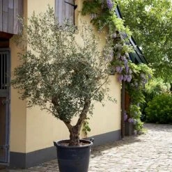 Lecciana Olive Tree -Lanscapes Store Lecciana Olive Tree 2