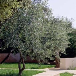 Lecciana Olive Tree -Lanscapes Store Lecciana Olive Tree 3