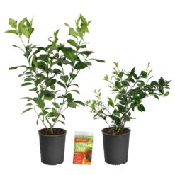Meyer Lemon + Key Lime Bush Pack 13 Meyer Lemon + Key Lime Bush Pack -Lanscapes Store Lemon and LimeBushes 2