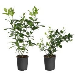 Meyer Lemon + Key Lime Bush Pack 10 Meyer Lemon + Key Lime Bush Pack -Lanscapes Store Lemon and LimeBushes 5ed8c5a7 14fa 4c58 93bb 9b06a0c16cba