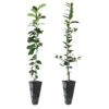 Meyer Lemon + Key Lime Tree Pack 1 Meyer Lemon + Key Lime Tree Pack -Lanscapes Store Lemon and LimeTrees 600x600 7e66b743 a12b 4add 8d38 f0bb875cf7b0