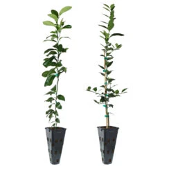 Meyer Lemon + Key Lime Tree Pack -Lanscapes Store Lemon and LimeTrees 91ce8611 fcee 4431 8480 d36e7e121b7e