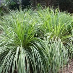 Lemon Grass Plant (Cymbopogon Citratus) 8 Lemon Grass Plant (Cymbopogon Citratus) -Lanscapes Store Lemon Grass 4