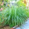 Lemon Grass Plant (Cymbopogon Citratus) -Lanscapes Store Lemon Grass FGT 600x600 de77fb29 9e3d 400e a75c a7a0bdaddc89