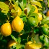 Lemon-Lime Citrus Tree -Lanscapes Store Lemon Lime Tree 600x600 616fe761 01f2 42d7 99a0 86043adb6fb6