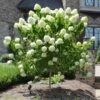 Limelight Hydrangea Tree -Lanscapes Store Limelight Hydrangea Tree FGT 600x600 e0352a94 f738 4470 b7a5 056d2defa892