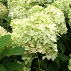 Limelight Hydrangea Shrub 11 Limelight Hydrangea Shrub -Lanscapes Store Limelight Hydrangea 2 FGT