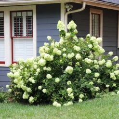 Limelight Hydrangea Shrub 13 Limelight Hydrangea Shrub -Lanscapes Store Limelight Hydrangea 4 FGT