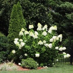 Limelight Hydrangea Shrub 12 Limelight Hydrangea Shrub -Lanscapes Store Limelight Hydrangea 5 FGT