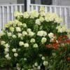 Limelight Hydrangea Shrub -Lanscapes Store Limelight Hydrangea FGT 600x600 1b72fac0 3424 494c bbd3 2c549418a840