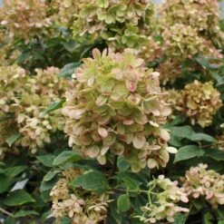 Limelight Hydrangea Tree -Lanscapes Store Limelight Hydrangea Tree 5 FGT