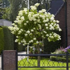 Limelight Hydrangea Tree -Lanscapes Store Limelight Hydrangea Tree 6 FGT