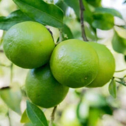 Limequat Citrus Tree 8 Limequat Citrus Tree -Lanscapes Store Limequat 1 FGT