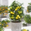 Limequat Citrus Tree -Lanscapes Store Limequat FGT 600x600 a92ccace c4ae 4bc6 a976 3c1e0bd252e5