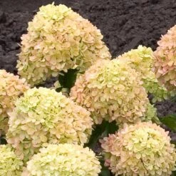 Little Lime® Hydrangea Shrub -Lanscapes Store Little Lime Hydrangea 2 FGT