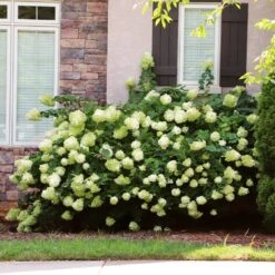 Little Lime® Hydrangea Shrub -Lanscapes Store Little Lime Hydrangea 5 FGT