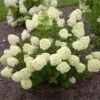 Little Lime® Hydrangea Shrub -Lanscapes Store Little Lime Hydrangea FGT 600x600 150b7ad3 a003 4a12 a633 4233f3f7f0de
