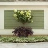 Little Lime® Hydrangea Tree -Lanscapes Store Little Lime Hydrangea Tree FGT 600x600 8abf1497 fc93 48ff aa3f 18b14e3783a1