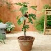 Little Miss Figgy™ Tree - USDA Organic -Lanscapes Store Little Miss Figgy Fig FGT 600x600 9a6ad374 df91 4643 a33e 7814bac69648