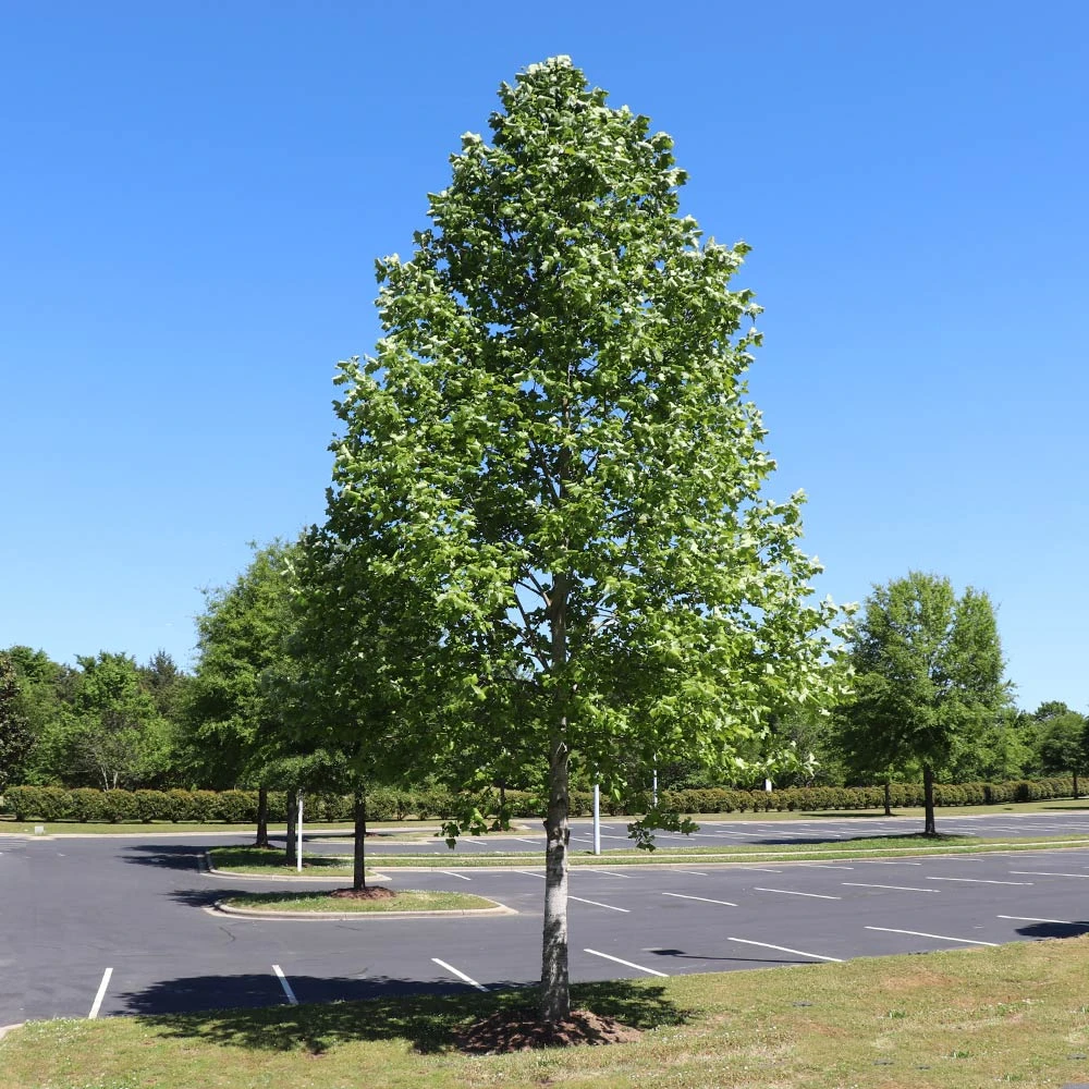 Tulip Poplar 'Little Volunteer' 7 Tulip Poplar 'Little Volunteer' - Image 5