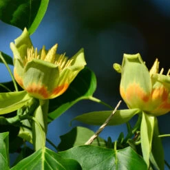 Tulip Poplar 'Little Volunteer' 9 Tulip Poplar 'Little Volunteer' -Lanscapes Store Little Volunteer Poplar 2