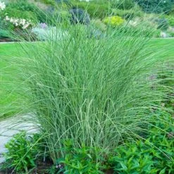 Little Kitten Maiden Grass