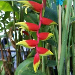 Lobster Claw Plant 9 Lobster Claw Plant -Lanscapes Store Lobster Claw 6