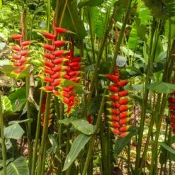 Lobster Claw Plant 10 Lobster Claw Plant -Lanscapes Store Lobster Claw 7 FGT