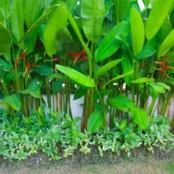 Lobster Claw Plant 11 Lobster Claw Plant -Lanscapes Store Lobster Claw 9