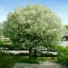 Lollipop® Crabapple Tree -Lanscapes Store Lollipop Crabapple 600x600 d8624b65 ba63 4304 8a6a eed9f908becf