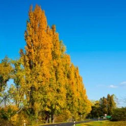 Lombardy Poplar Tree -Lanscapes Store Lombardy Poplar 5 FGT