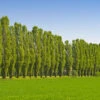 Lombardy Poplar Tree 2 Lombardy Poplar Tree -Lanscapes Store Lombardy Poplar FGT 600x600 a86be9b5 3891 4987 bd43 6908b309f966
