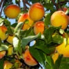 Loring Peach Tree (USDA Organic) -Lanscapes Store Loring Peach 600x600 bcd54c64 5541 46c2 a509 5c41a78c8801