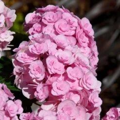 Love Hydrangea 7 Love Hydrangea -Lanscapes Store Love Hydrangea 2 FGT