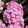 Love Hydrangea -Lanscapes Store Love Hydrangea FGT 600x600 be6fc21e 2089 4279 8614 a48bd6585a70