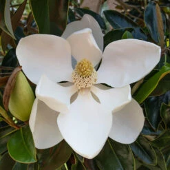 Little Gem Magnolia Tree -Lanscapes Store Lttle Gem Magnolia 2 FGT