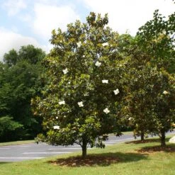 Little Gem Magnolia Tree -Lanscapes Store Lttle Gem Magnolia 4