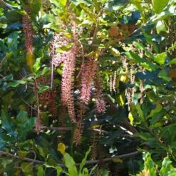 Macadamia Nut Tree 12 Macadamia Nut Tree -Lanscapes Store Macadamia Nut Tree 2