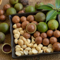 Macadamia Nut Tree 10 Macadamia Nut Tree -Lanscapes Store Macadamia Nut Tree 6 FGT